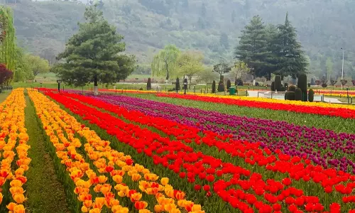 Satisfied With Measures Taken By Authorities To Preserve Green Spaces, Parks: Jammu & Kashmir High Court Closes PIL Satisfied With Measures Taken By Authorities To Preserve Green Spaces, Parks: Jammu & Kashmir High Court Closes PIL