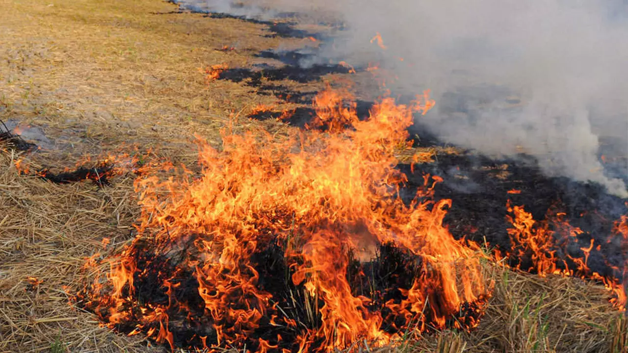 Stubble Burning In Punjab: NGT Directs Authorities To Identify Violators, Impose Penalty Stubble Burning In Punjab: NGT Directs Authorities To Identify Violators, Impose Penalty