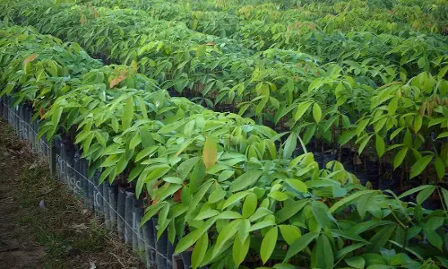Defective Rubber Saplings; Kollam District Commission Directs Nursey To Refund, Awards  Rs 50,000 Compensation To  Farmer