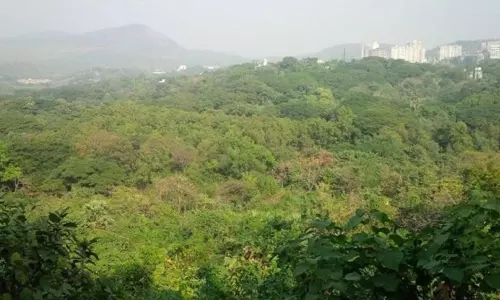 Leopard Gives Birth In Human Habitat, Kerala HC Reminds Forest Officials To Follow SOP On Stray Wild Animals Leopard Gives Birth In Human Habitat, Kerala HC Reminds Forest Officials To Follow SOP On Stray Wild Animals