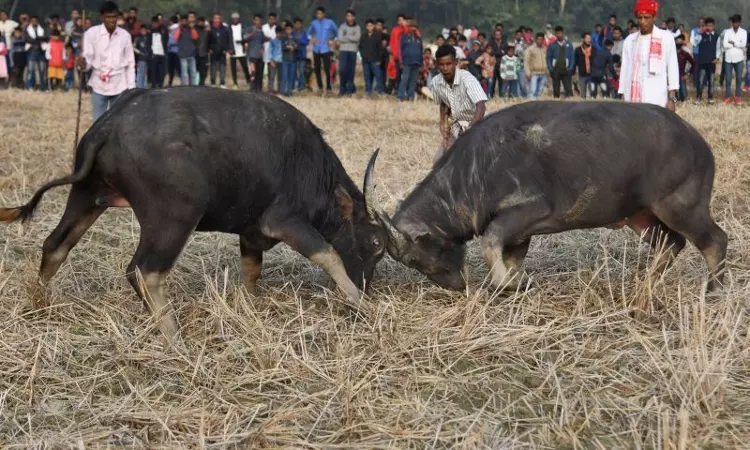 Gauhati High Court Issues Complete Ban On Buffalo & Bulbuli Bird Fights In Assam
