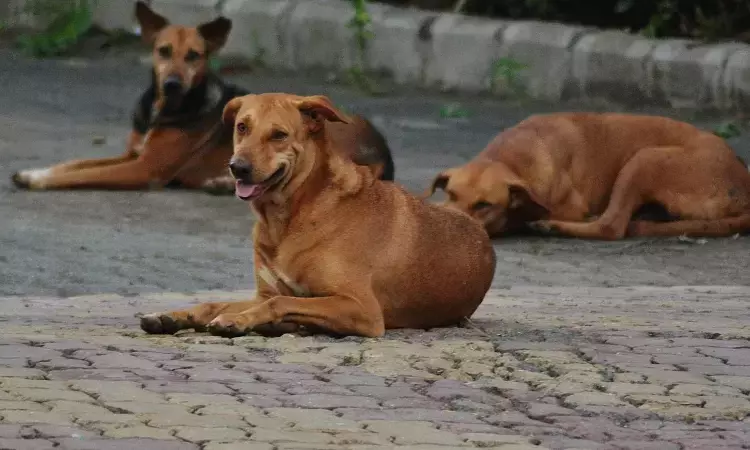 Stray Dogs Issue: Delhi High Court Directs Launch Of Pilot Sterilisation Camp, Says Dogs Wont Be Sent To Dog Pounds Or Killed Stray Dogs Issue: Delhi High Court Directs Launch Of Pilot Sterilisation Camp, Says Dogs Wont Be Sent To Dog Pounds Or Killed