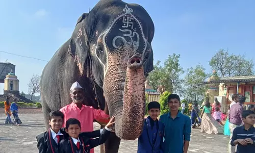 Bombay High Court Intervention Temporarily Halts Transportation Of Kolhapur Elephant To Jamnagar