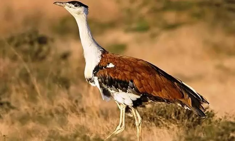 Protection Of Great Indian Bustard: Supreme Court Relooks Earlier Directions On Undergrounding Powerlines, Forms Expert Committee Protection Of Great Indian Bustard: Supreme Court Relooks Earlier Directions On Undergrounding Powerlines, Forms Expert Committee