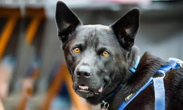 Kerala High Court Partially Stays Centres Ban On Ferocious & Dangerous Dog Breeds