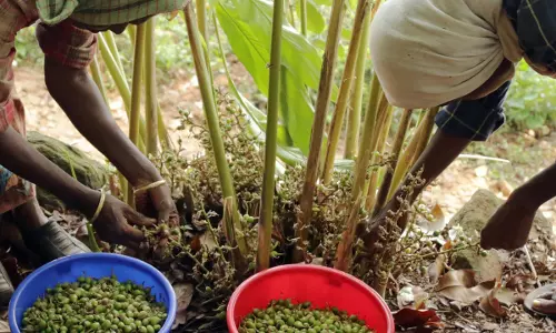 Land Used For Cardamom Plantation Cant Be Changed Without Collectors Permission, NOC Mandatory For Any Construction: Kerala High Court