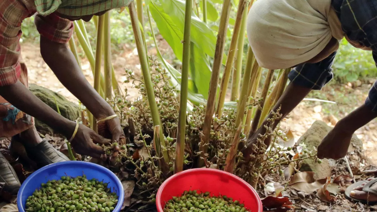 Land Used For Cardamom Plantation Cant Be Changed Without Collectors Permission, NOC Mandatory For Any Construction: Kerala High Court