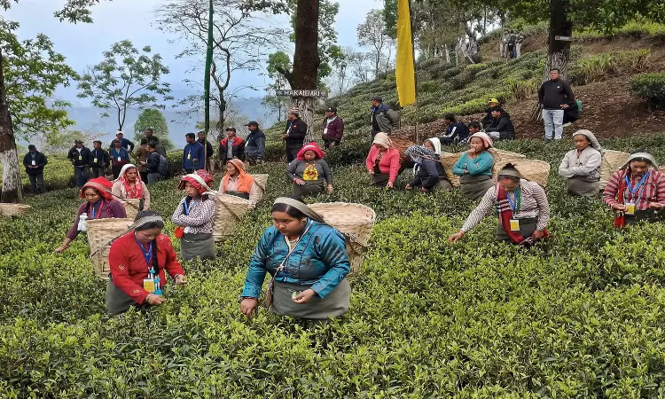 Calcutta High Court Directs Govt To Finalise Minimum Wage Of Tea Plantation Workers Within 6 Weeks, Calls It A Statutory & Legal Right Calcutta High Court Directs Govt To Finalise Minimum Wage Of Tea Plantation Workers Within 6 Weeks, Calls It A Statutory & Legal Right