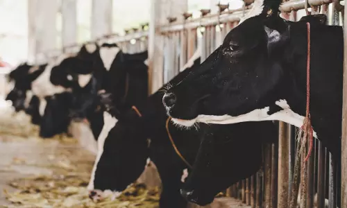 High Court Seeks Response From Union Govt, Chandigarh Municipal Corp On Plea To Implement Prevention Of Animal Cruelty Act At Dairy Farms High Court Seeks Response From Union Govt, Chandigarh Municipal Corp On Plea To Implement Prevention Of Animal Cruelty Act At Dairy Farms