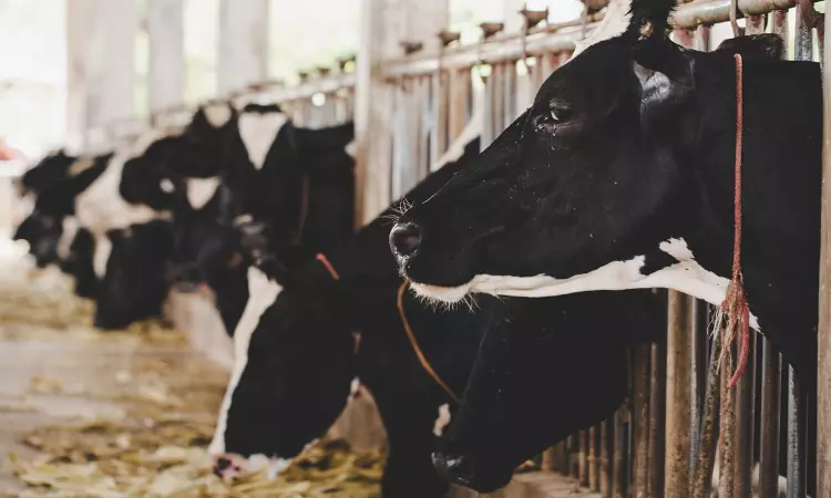 High Court Seeks Response From Union Govt, Chandigarh Municipal Corp On Plea To Implement Prevention Of Animal Cruelty Act At Dairy Farms High Court Seeks Response From Union Govt, Chandigarh Municipal Corp On Plea To Implement Prevention Of Animal Cruelty Act At Dairy Farms