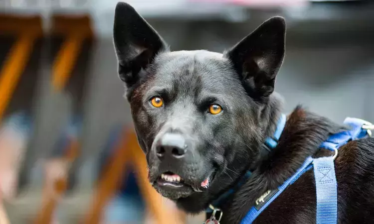 Telangana High Court Temporarily Stays Central Govts Circular Banning Rearing Of Ferocious & Dangerous Dog Breeds Telangana High Court Temporarily Stays Central Govts Circular Banning Rearing Of Ferocious & Dangerous Dog Breeds