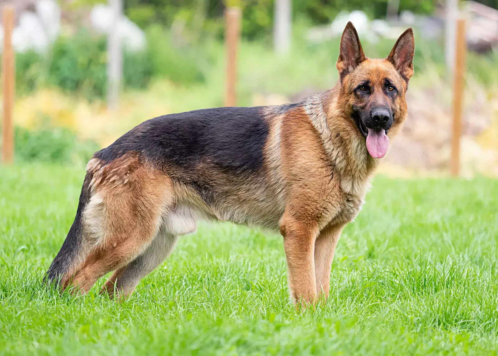 Telangana High Court Orders Interim Stay On Detention Of Allegedly Ferocious German Shepherd Dog Telangana High Court Orders Interim Stay On Detention Of Allegedly Ferocious German Shepherd Dog
