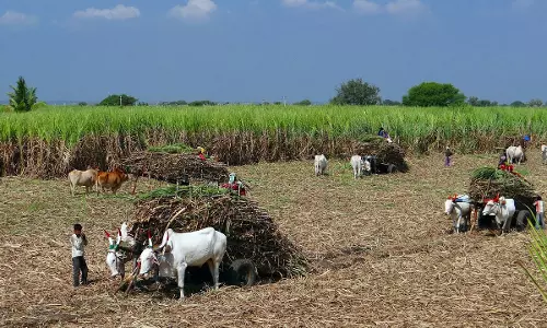 Shackled In Sugar: Unjust Labour Practices In Maharashtras Sugar Industry