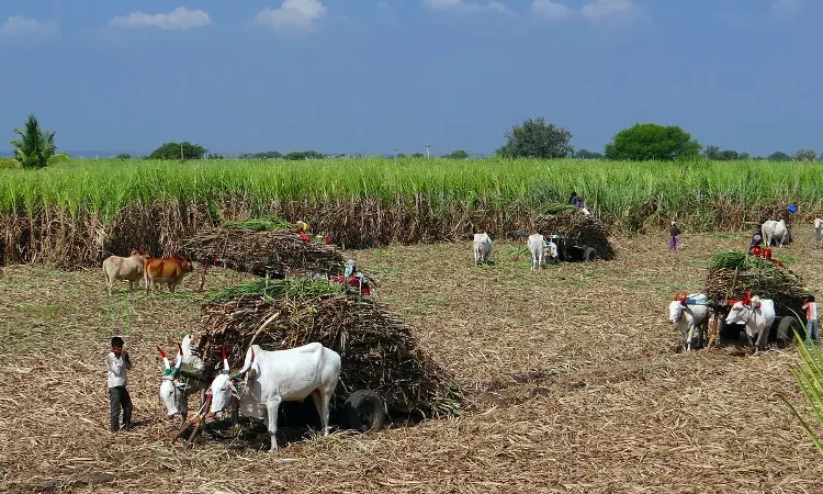Shackled In Sugar: Unjust Labour Practices In Maharashtras Sugar Industry Shackled In Sugar: Unjust Labour Practices In Maharashtras Sugar Industry