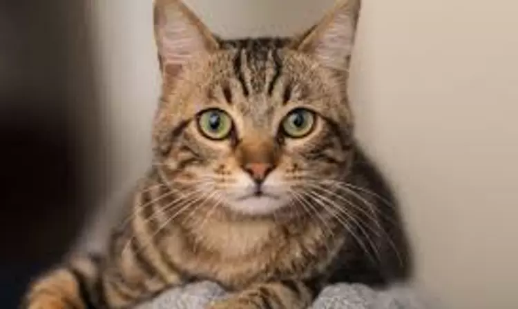 Frivolous, Clogs Criminal Justice System: Karnataka HC Stays Proceedings Against Man Accused Of Wrongfully Holding Missing Cat In His House Frivolous, Clogs Criminal Justice System: Karnataka HC Stays Proceedings Against Man Accused Of Wrongfully Holding Missing Cat In His House