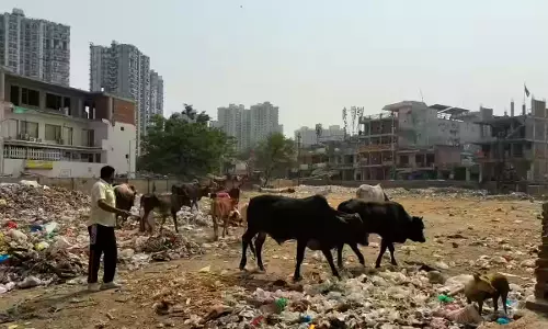 Citing Inability Of Authorities To Prevent Cattle Feeding On Garbage, Delhi HC Orders Shifting Of Dairies Located Near Landfill Site