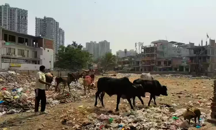 Citing Inability Of Authorities To Prevent Cattle Feeding On Garbage, Delhi HC Orders Shifting Of Dairies Located Near Landfill Site Citing Inability Of Authorities To Prevent Cattle Feeding On Garbage, Delhi HC Orders Shifting Of Dairies Located Near Landfill Site