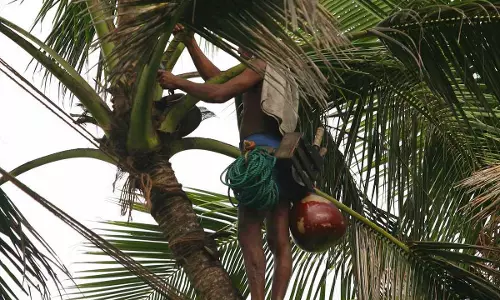 Post Retirement Re-Entry Of Toddy Tappers In Welfare Fund Scheme Allowed Due To Scarcity Of Skilled And Experienced Persons: Kerala HC