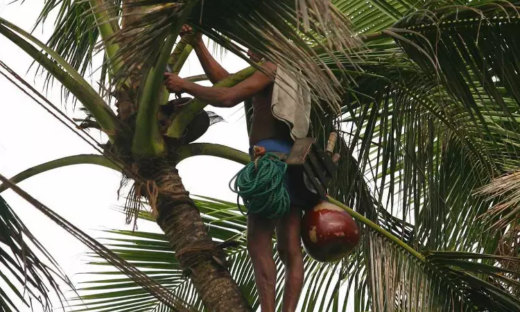 Post Retirement Re-Entry Of Toddy Tappers In Welfare Fund Scheme Allowed Due To Scarcity Of Skilled And Experienced Persons: Kerala HC Post Retirement Re-Entry Of Toddy Tappers In Welfare Fund Scheme Allowed Due To Scarcity Of Skilled And Experienced Persons: Kerala HC