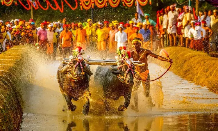 Will Holding Kambala Race In Bengaluru Amount To Animal Cruelty?: Karnataka High Court Orally Asks In Plea For Stay Of Bull Race Will Holding Kambala Race In Bengaluru Amount To Animal Cruelty?: Karnataka High Court Orally Asks In Plea For Stay Of Bull Race