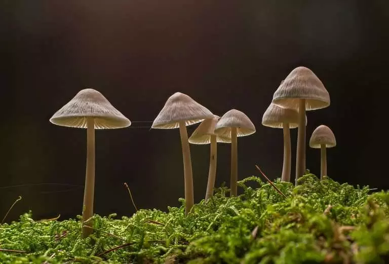 Informal Opinion Rendered By Expert Not Binding On Court: Madras High Court Grants Bail To Man Found In Possession Of Magic Mushrooms Informal Opinion Rendered By Expert Not Binding On Court: Madras High Court Grants Bail To Man Found In Possession Of Magic Mushrooms