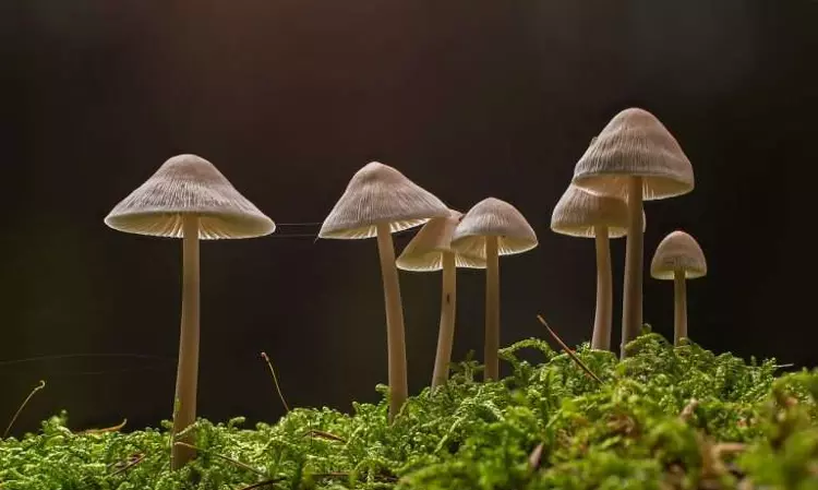 Informal Opinion Rendered By Expert Not Binding On Court: Madras High Court Grants Bail To Man Found In Possession Of Magic Mushrooms