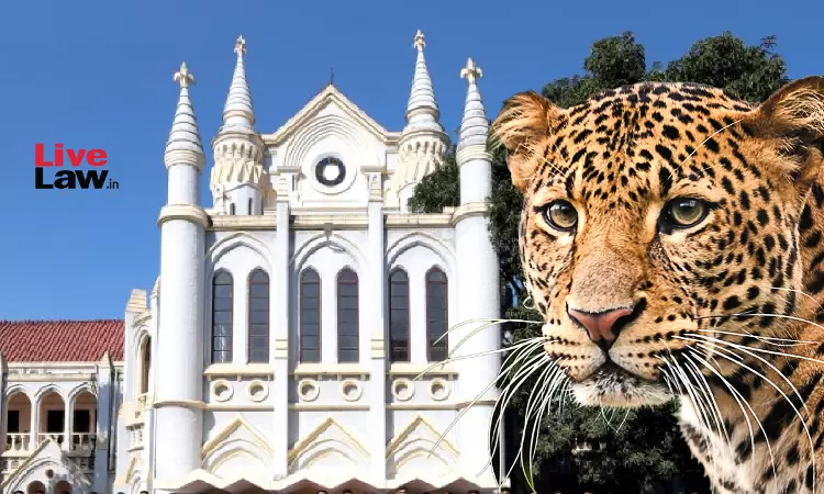 Madhya Pradesh High Court Denies Bail To Man Accused Of Leopard Hunting, Cites Severity Of Offence Madhya Pradesh High Court Denies Bail To Man Accused Of Leopard Hunting, Cites Severity Of Offence