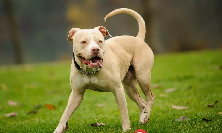 Not Yet Acting On Dangerous & Ferocious Dogs Ban, Public Objections To Notification Called: Centre Tells Bombay High Court Not Yet Acting On Dangerous & Ferocious Dogs Ban, Public Objections To Notification Called: Centre Tells Bombay High Court