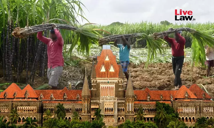 Farmers Cannot Be Made Debt-Ridden: Bombay High Court Quashes State Resolution Providing Delayed & Less Fair Price To Sugarcane Farmers Farmers Cannot Be Made Debt-Ridden: Bombay High Court Quashes State Resolution Providing Delayed & Less Fair Price To Sugarcane Farmers