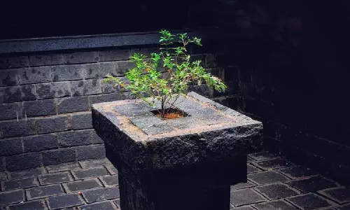 Thulasithara Sacred For Hindus : Kerala High Court Directs Police To Take Action Against Man Who Put Pubic Hair In Tulsi