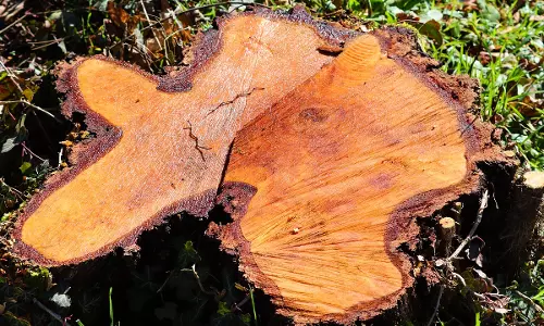 Permission For Felling Of More Than 50 Trees To Be Supervised By Central Empowered Committee: Delhi High Court