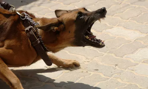 Such Cases Clog Courts: Karnataka High Courts Prima Facie View On Lawyers Complaint Alleging Attack By Senior Citizens 10 Dogs Such Cases Clog Courts: Karnataka High Courts Prima Facie View On Lawyers Complaint Alleging Attack By Senior Citizens 10 Dogs