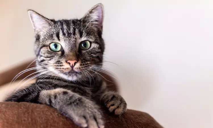 Kerala High Court Orders Bank To Return Loan Defaulters Pet Cat Stranded Inside Seized House Kerala High Court Orders Bank To Return Loan Defaulters Pet Cat Stranded Inside Seized House
