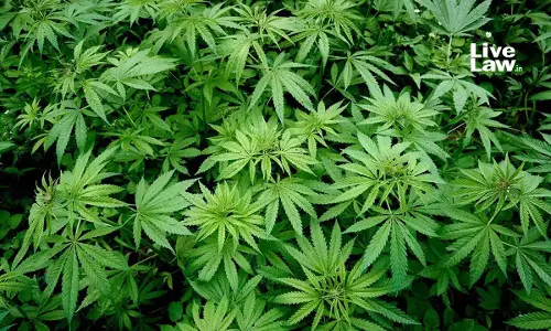 Chhattisgarh High Court Junks PIL Seeking Hemp Cultivation For Industrial Use, Flags Rising Drug Abuse
