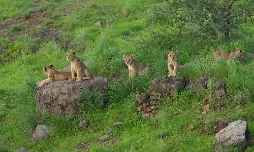 Gujarat High Court Directs No Coercive Action Against Taj Resort In PIL To Check Unauthorized Commercial Hospitality In Gir National Park