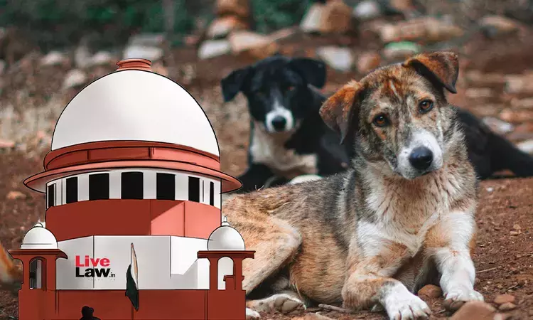 Stray Dogs Being Picked Even Though SC Order Is Yet To Be Uploaded : Advocate Tells CJI BR Gavai Stray Dogs Being Picked Even Though SC Order Is Yet To Be Uploaded : Advocate Tells CJI BR Gavai