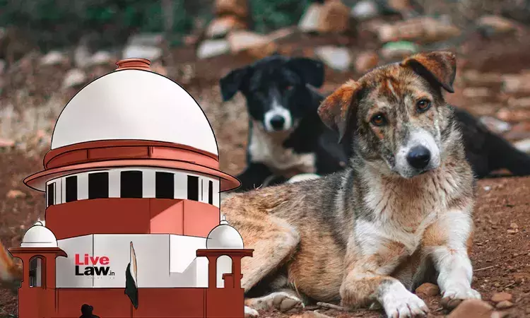 Why Stray Dogs Needed In Institutions? Can Anyone Identify Which Dog Is In A Mood To Bite? Supreme Court Asks