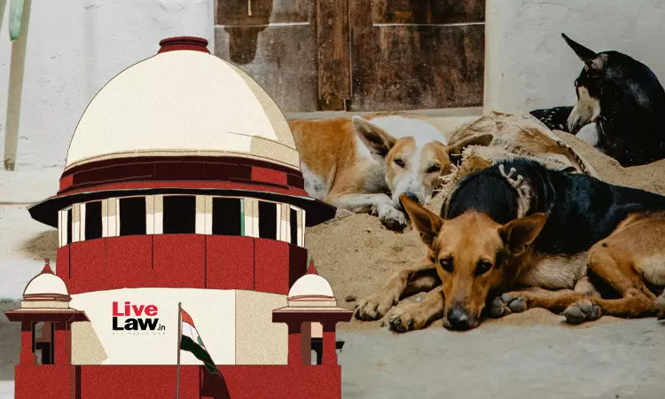 Dog Bite Menace Rising : Supreme Court Refuses To Modify Directions To Remove Stray Dogs From Public Places Dog Bite Menace Rising : Supreme Court Refuses To Modify Directions To Remove Stray Dogs From Public Places