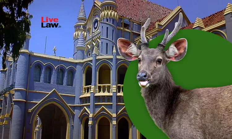 MP High Court Grants Bail To Man Accused Of Eating Sambar Deer, Says No Link Between Him & Meat Recovered From Spot MP High Court Grants Bail To Man Accused Of Eating Sambar Deer, Says No Link Between Him & Meat Recovered From Spot