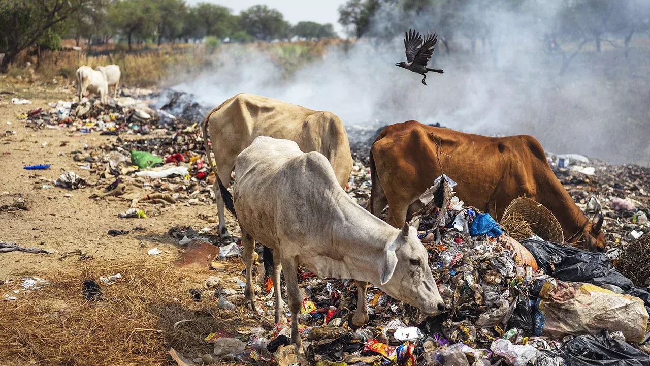 Violence, Lynching & Vigilantism Order Of The Day: Allahabad High Court Slams Casual FIRs Under UP Cow Slaughter Act Violence, Lynching & Vigilantism Order Of The Day: Allahabad High Court Slams Casual FIRs Under UP Cow Slaughter Act