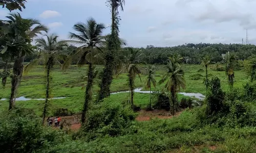 Rajasthan HC Takes Suo Motu Cognizance of Threats to State Wetlands, Orders Immediate Protective Measures