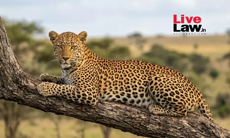 Rajasthan High Court Cracks Down On Unregulated Jawai Tourism; Bans Night Safaris, Use Of Drones To Protect Leopard Habitat Rajasthan High Court Cracks Down On Unregulated Jawai Tourism; Bans Night Safaris, Use Of Drones To Protect Leopard Habitat