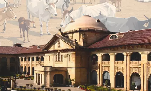 Cow Slaughter Disturbs Even Tempo Of Life, Spontaneously Evokes Violent Reactions: Allahabad High Court Upholds NSA Detention Cow Slaughter Disturbs Even Tempo Of Life, Spontaneously Evokes Violent Reactions: Allahabad High Court Upholds NSA Detention