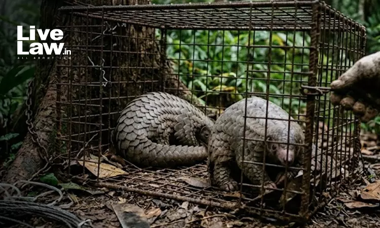 MP High Court Denies Bail In Pangolin Trafficking Case, Flags International Poaching Network MP High Court Denies Bail In Pangolin Trafficking Case, Flags International Poaching Network