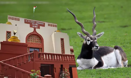 Blackbucks Death Case | Habeas Corpus Plea Not Maintainable After Bail Rejection: MP High Court Reiterates Blackbucks Death Case | Habeas Corpus Plea Not Maintainable After Bail Rejection: MP High Court Reiterates