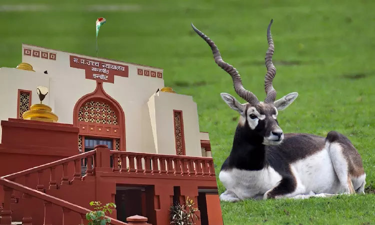 Blackbucks Death Case | Habeas Corpus Plea Not Maintainable After Bail Rejection: MP High Court Reiterates Blackbucks Death Case | Habeas Corpus Plea Not Maintainable After Bail Rejection: MP High Court Reiterates