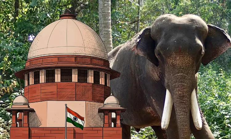 Treat Elephant Like Deity, Not Servant: Supreme Court Issues Directions To Ensure Welfare Of Captive Elephants Treat Elephant Like Deity, Not Servant: Supreme Court Issues Directions To Ensure Welfare Of Captive Elephants