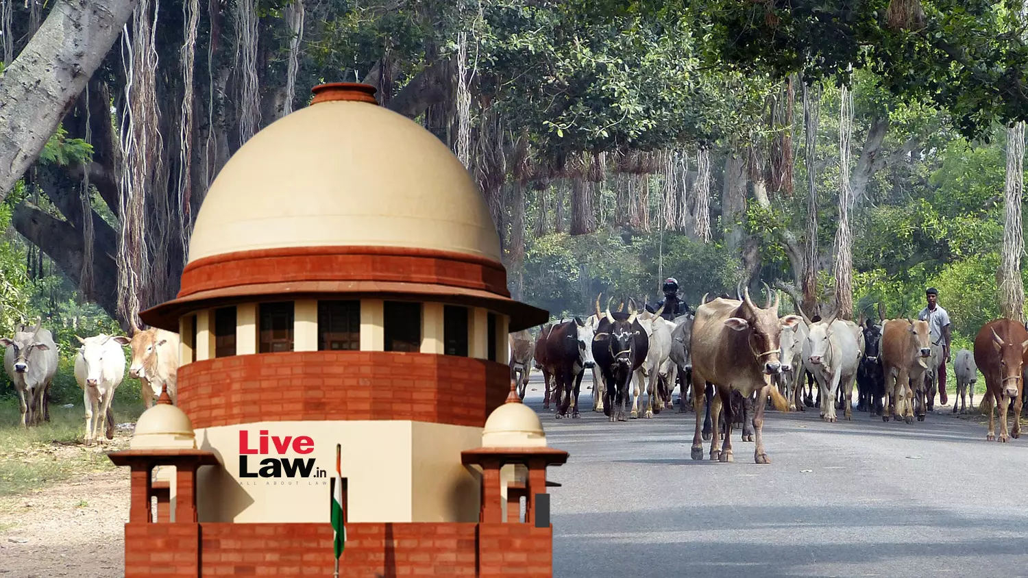 People Abandon Cattle On Roads, But Feel Offended If They Are Used For Food : Supreme Court People Abandon Cattle On Roads, But Feel Offended If They Are Used For Food : Supreme Court