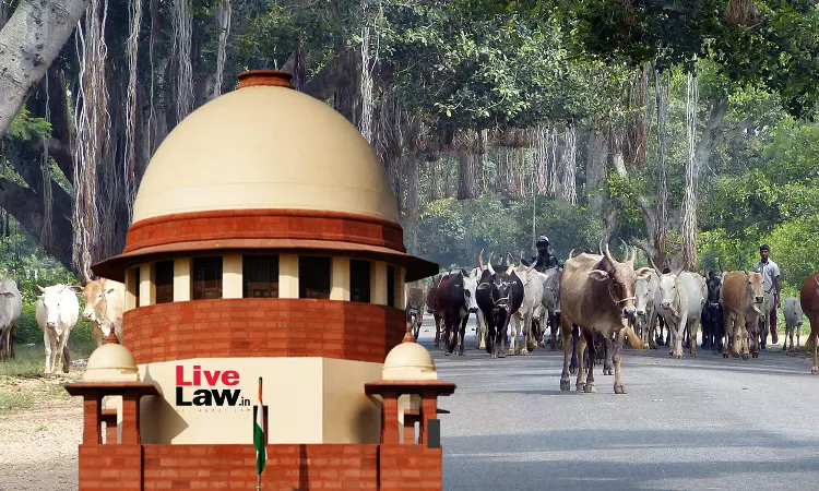 People Abandon Cattle On Roads, But Feel Offended If They Are Used For Food : Supreme Court