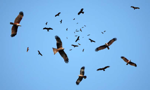 Karnataka High Court Quashes GO Transferring Puttenahalli Bird Reserve To BBMP; Orders Forest Department To Take Charge